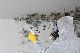 Best Environmental Consulting for Mold Prevention  in West Buechel, KY